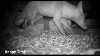 The fox suddenly appears in front of the little hedgehog and begins to steal its food