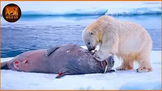 Craziest Polar Bear Attacks Ever Caught On Camera! Wild Animals