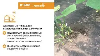 🥒Огурец  Антисипатор F1/Голландские семена/ Nunhems