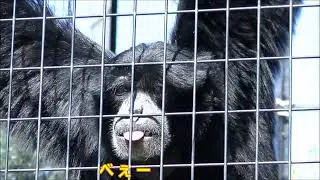 【爆笑】フクロテナガザルの叫び声   東山動物園 (【Взрыв смеха】Крик гиббонов в зоопарке Хигасияма)