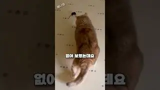 아무리 소리쳐도 고양이들이 가만히 있었던 이유