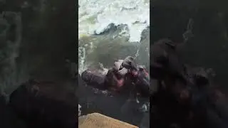 Hippo Fight at Lower Sabie Bridge