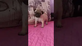 #мопсщенок Живой Талисман Хрустальный Лотос 😃