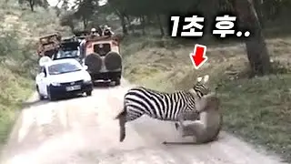 사자에게 공격당하던 얼룩말의 미친 반전