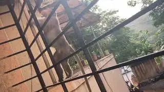 Funny and Cute Monkey Searching for Food | Indian Monkey climbing building