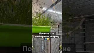 Попугай и трава 😂