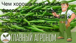 Чем хороша стручковая фасоль: польза и вред, список противопоказаний и различные способы её примен.