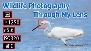 Wildlife Photography Through My Lens