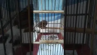Suara anakan burung gentilang