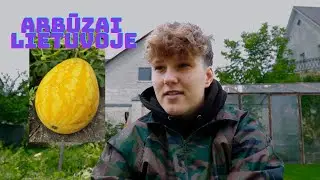 ARBŪZŲ DERLIUS 2022 KIEK UŽAUGO ARBŪZŲ?