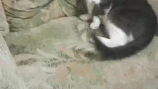 Я не узнаю мой кот тигра больше не пытается меня убить