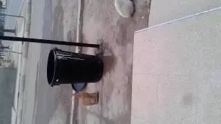 مش حاضي راسو