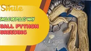 Ball Python Breeding : The Smile Reptiles' Way