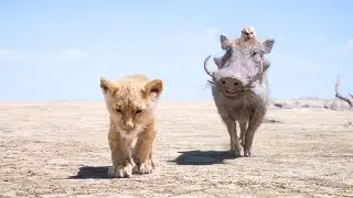 The Lion King 2019 - Timon And Pumba I 4K Ultra HD