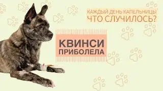 КВИНСИ ПРИБОЛЕЛА | ЧТО СЛУЧИЛОСЬ?