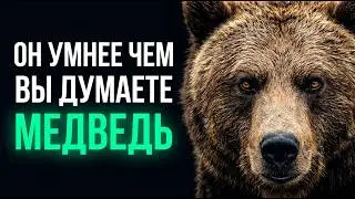 What's Hidden Behind the Bear? 100 Facts About the Most Famous Predator