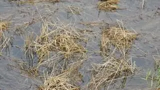 カワセミのダイブ＆小魚キャッチ