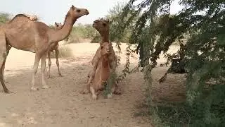 Camel Mating in Thar Desert | Rare Wildlife  | Thar Wildlife Explorer