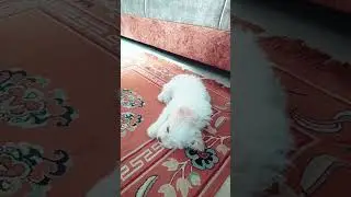 Dog's don't like this sound!     #dogs