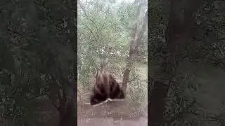 моль с саблями...