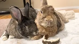 Funny and Cute Bunnies Use Hands as Pillows!🐰😄
