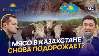 РЫНОК МЯСА В КАЗАХСТАНЕ: ЦЕНЫ НА СКОТ, ЭКСПОРТ КРС И ЦЕНА НА МЯСО ДЛЯ НАСЕЛЕНИЯ