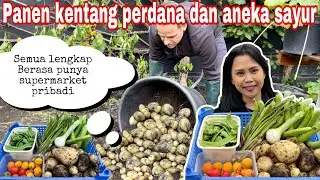 PANEN KENTANG PERDANA DAN BANYAK MACAM SAYURAN BARU || PANEN STRAWBERRY TAK TERDUGA