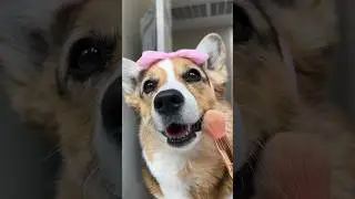 Corgis celebrate National Pet Day!