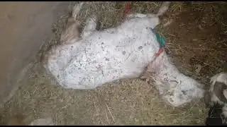 Dog Killer 05 Goats 🐐 of A Farmer in Namli Mera KPK