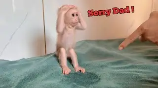 Lulu's adorable reaction when she peed on Dad's blanket