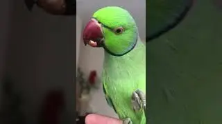 Indian Ringneck parrot eating a peanut