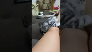 Шотландский Кнопик мраморный табби на серебре)
