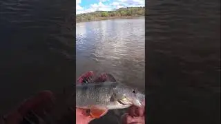 ДУМАЛ ЗАЦЕП, А ЭТО РЫБА!                        