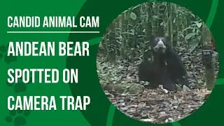 What is a spectacled bear? Visit the Andes | Candid Animal Cam