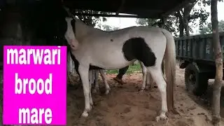 marwari brood mare horse:
।। काली अबलख घोङी ।।