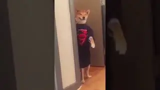 Shiba dog in superman  costume