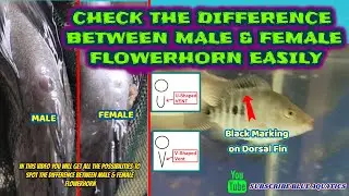 Difference between Male and Female Flowerhorn Fish || Flowerhorn Fish Identification