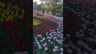 Наслаждаемся красотой тюльпанов на набережной #travel #nature