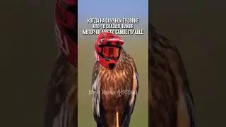 ЗА МАСЛО И ДВОР СТРЕЛЯЮ В УПОР  #450 #gr8 #450exc #kayok6 #сноубайк
