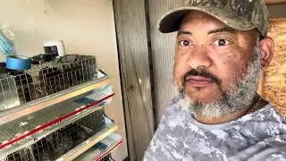 How To Feed Fermented Feed To Coturnix Quail? #fermentedfeed