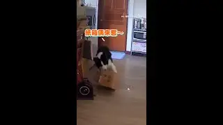 【拆紙箱SOP】#邊境牧羊犬 沒人在家大肆咬紙箱玩超嗨！ #Shorts