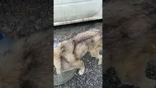 Волчок 🐕‍🦺