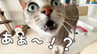 パパママが猫の鳴き真似したら意外な反応されました！