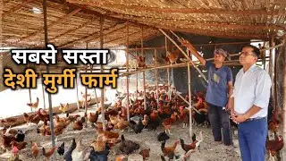 खेत में किसान ने बनाया कम खर्च का Desi Poultry Farm | Desi Poultry Farm | Low Cost Desi Poultry Farm