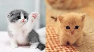 Cute little cat 😺 animals 2023 | Part 34
