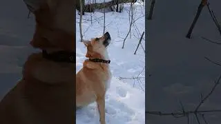 Ищем белок и мышей)
