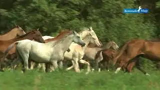 Shael Stud (part 3). Akhal-Teke breed, Ахалтекинская порода лошадей.