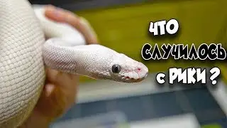 How and How to Treat a Snake Wound? I'm flying royal python.