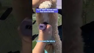 🍆⚠️😂PENIS HAIR!😂⚠️🍆 One for the PRO GROOMERS! 