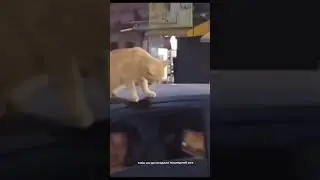 рыжий кот поставил на место собаку #кот #shorts